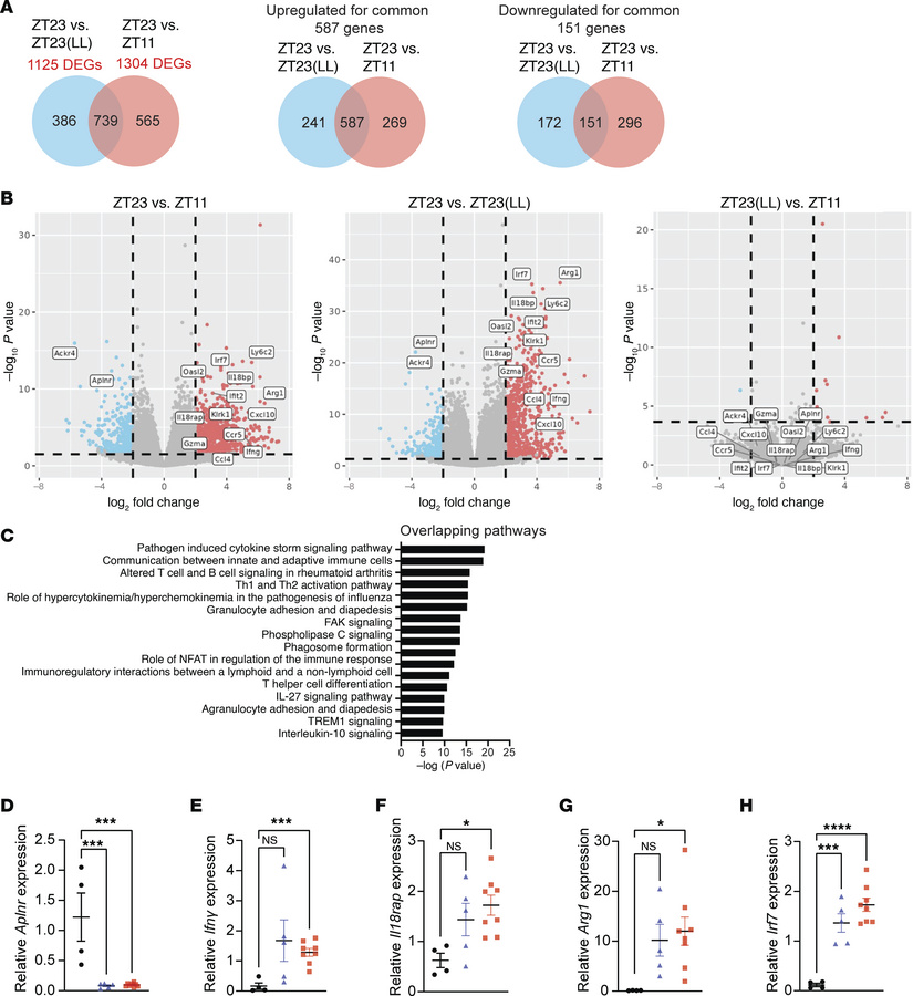 Transcriptomic analyses showed global immune activation in the ZT23(LL) ...