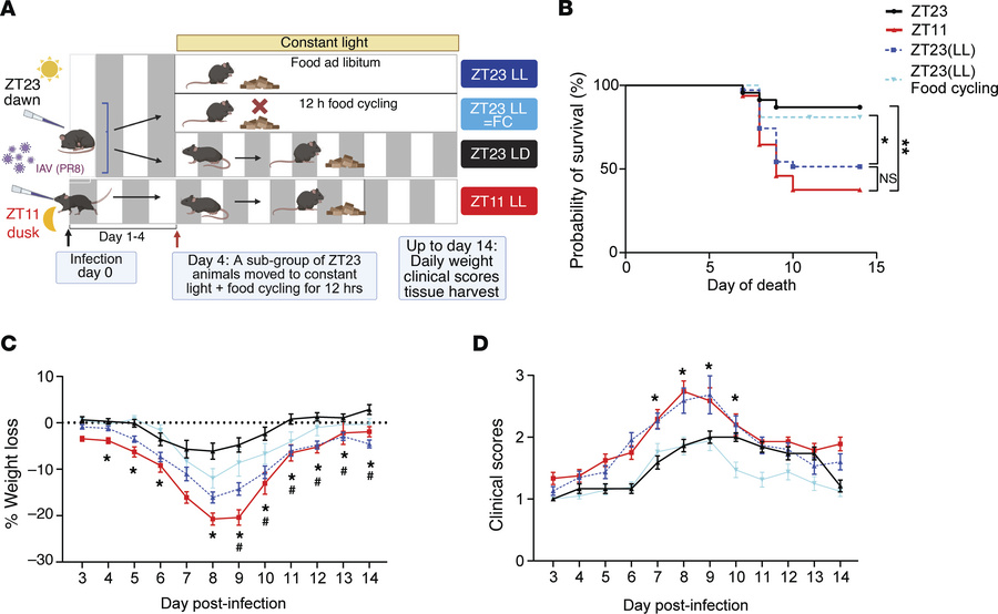 Food cycling rescued the loss of time-of-day protection from influenza A...