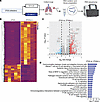 Transcriptomic analyses showed global immune activation in the ZT23 and ZT2