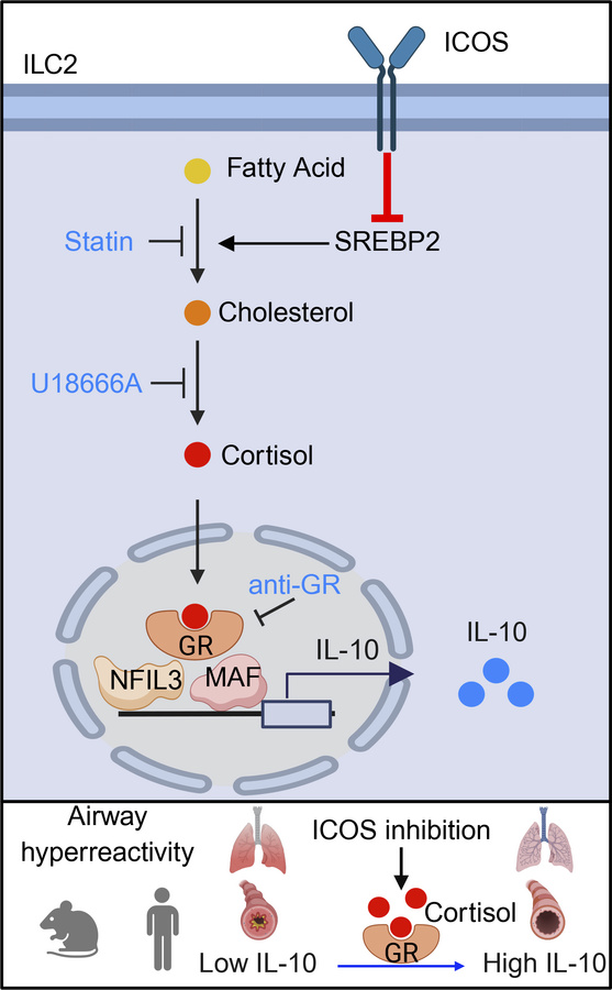 graphical abstract