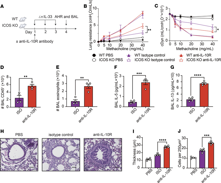 IL-10 affects the AHR.
(A–J) WT mice received i.p. injections of isotype...