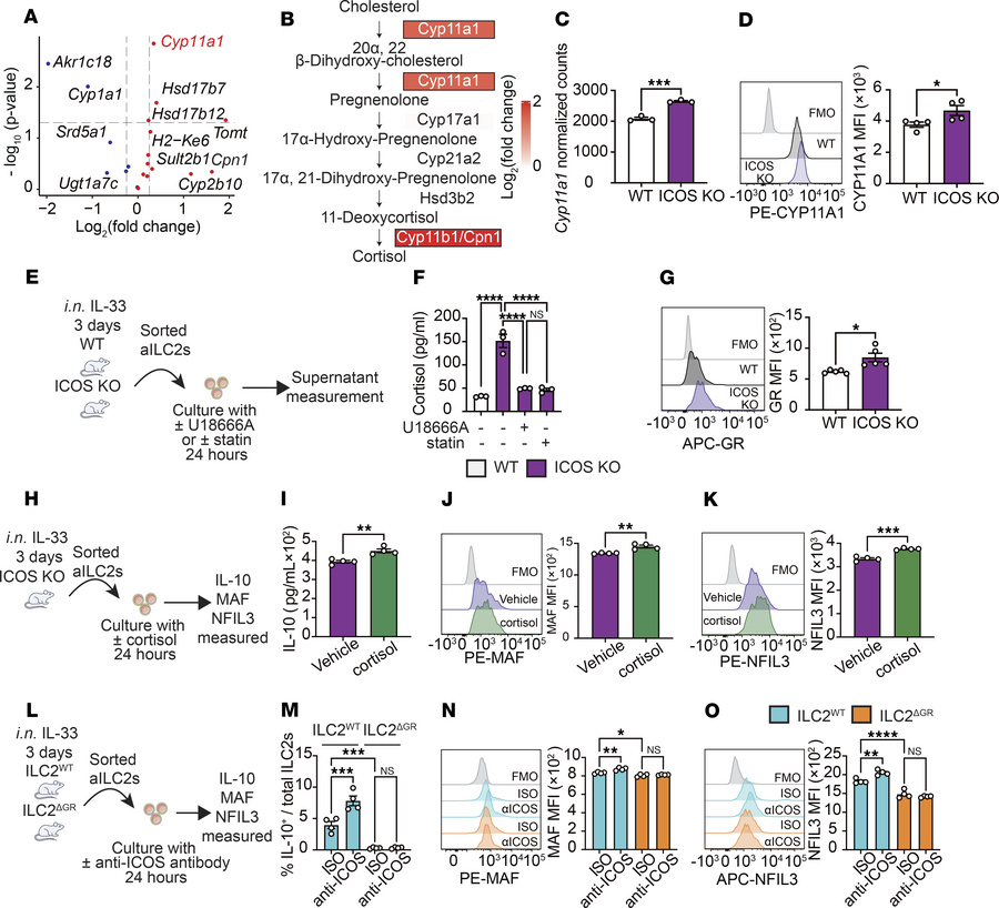 JCI - ICOS regulates IL-10 production in group 2 innate lymphoid cells ...