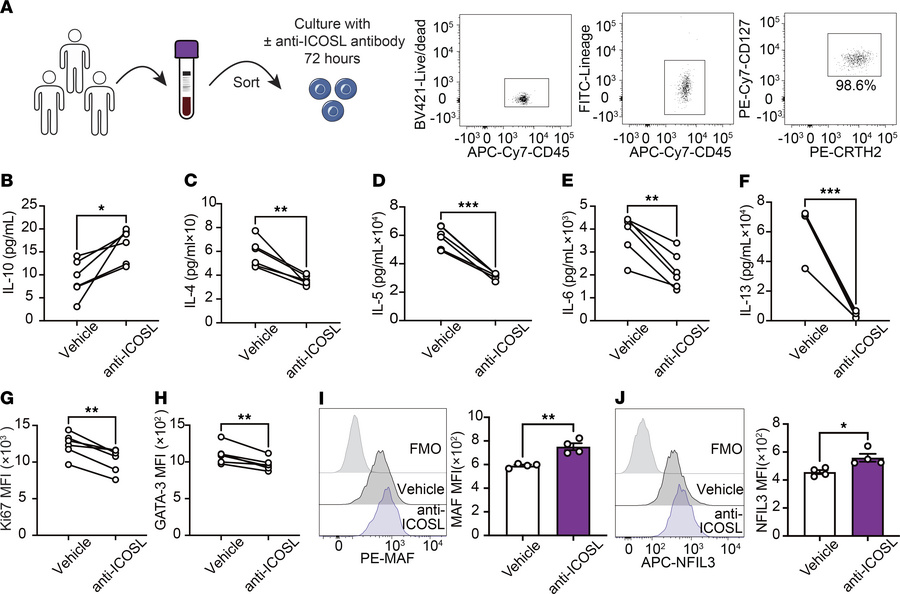 ICOS regulates IL-10 production in hILC2s.
(A–H) hILC2s (CD45+, lineage–...