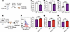 ICOS mediates IL-10 production from ILC2s.