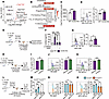 Cortisol is a key regulator of ICOS-mediated IL-10 production in ILC2s.