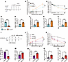 ILC2-specific GR deletion or inhibition in ICOS-KO mice exacerbates the ILC