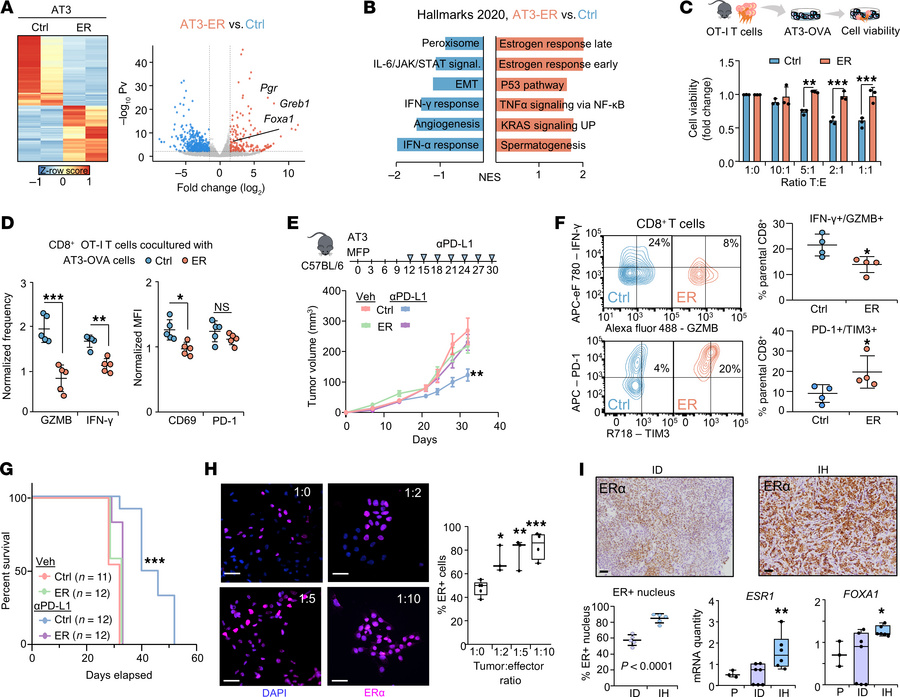 Preclinical modeling of ER-driven, immune-evasive BC cold tumors.
(A) He...