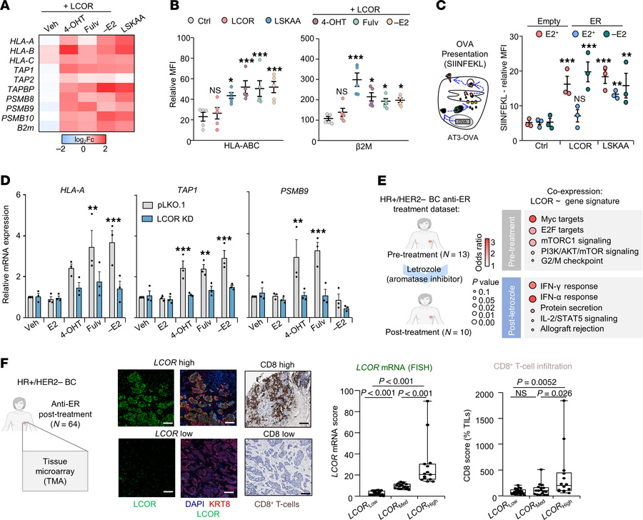Molecular disruption of the LCOR-ERα interaction restores LCOR immunogen...