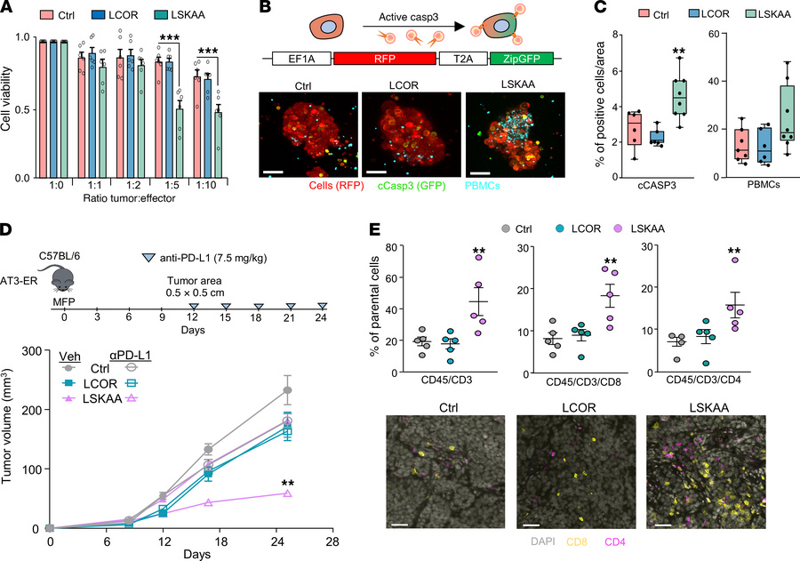LCOR-LSKAA turns immune-cold HR+ tumors into immune-hot tumors.
(A) CTL ...