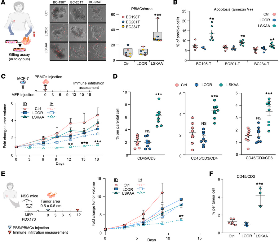LSKAA-mediated immune reaction in different human HR+ BC specimens.
(A) ...