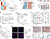 Preclinical modeling of ER-driven, immune-evasive BC cold tumors.