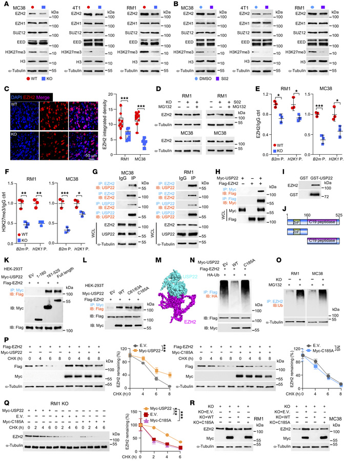 USP22 is an EZH2-specific deubiquitinase.
(A and B) Immunoblot analysis ...