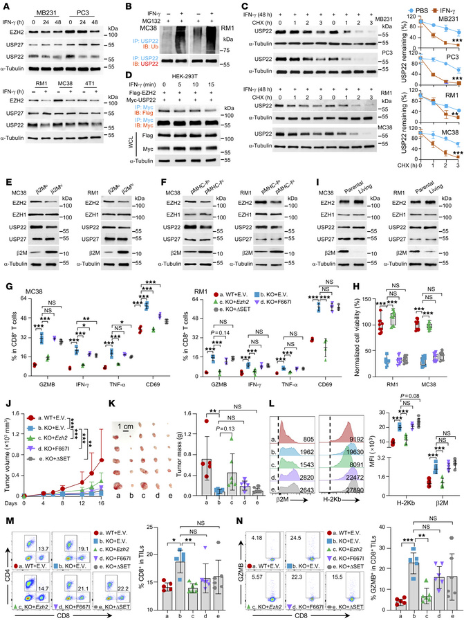 USP22 attenuates antitumor immunity partially through protecting EZH2 fr...