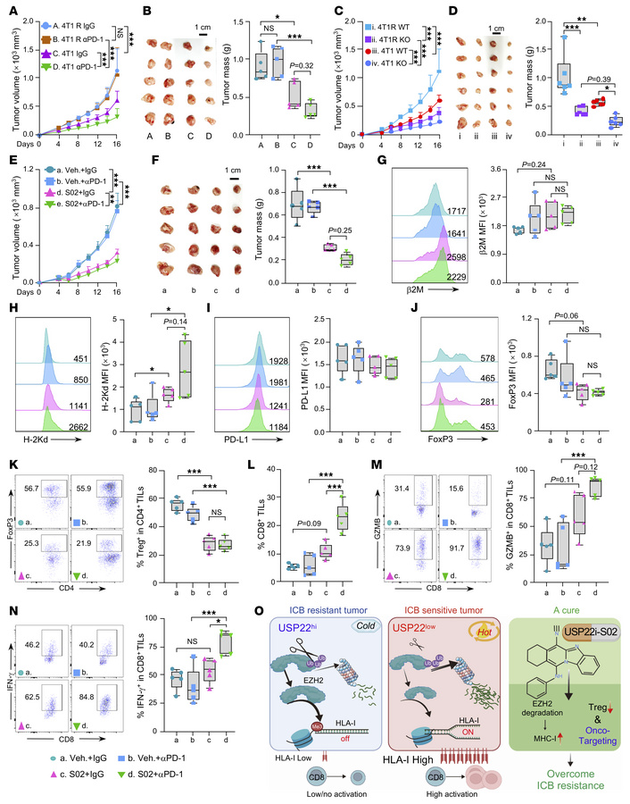 Targeting USP22 overcomes ICB resistance.
(A and B) Effects of administr...