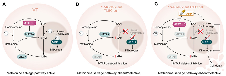 TNBC cells with MTAP deficiency possess impaired methionine metabolism t...