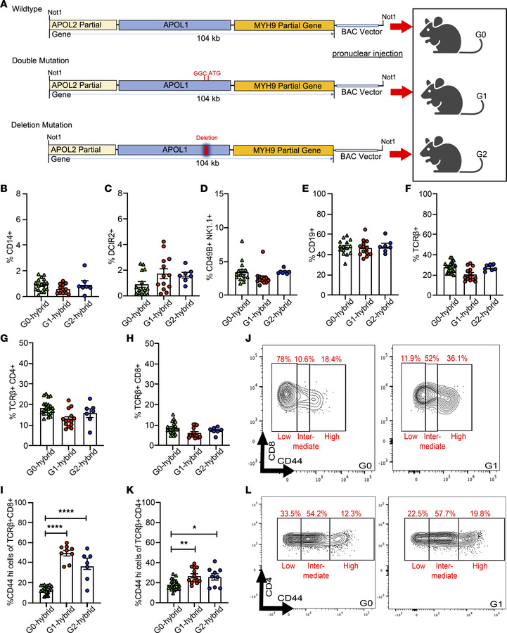 Development of APOL1 BAC-Tg mice and baseline T cell phenotypes.
(A) APO...