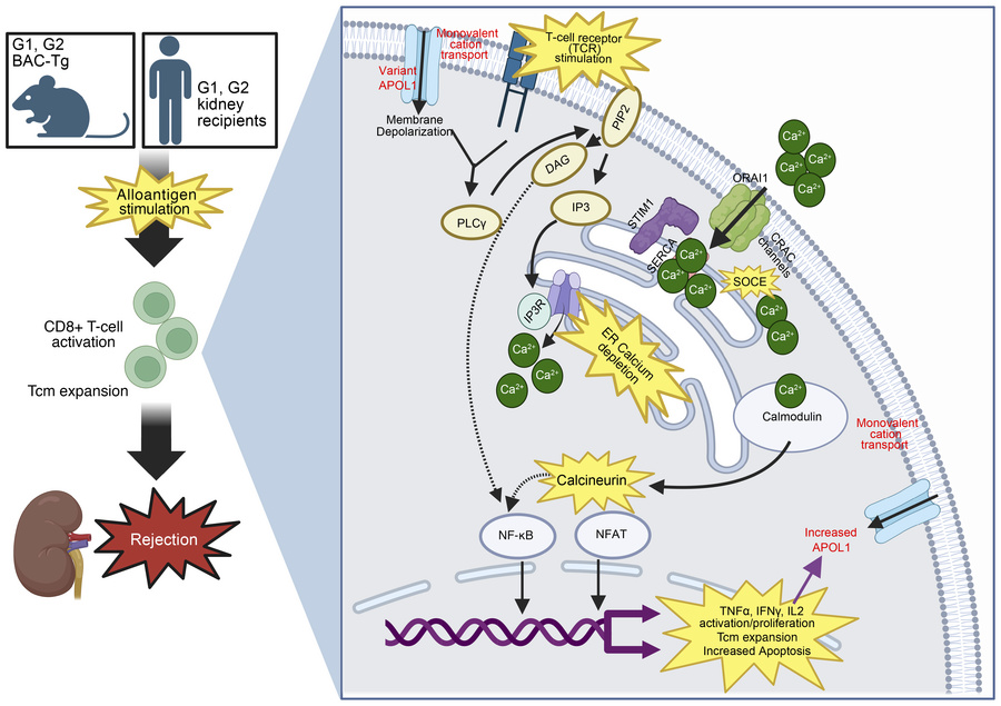 Proposed schema of mechanism by which APOL1 risk variants in T cells pro...