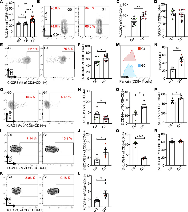 Baseline activation and polarization of CD8+ and CD4+ T cells in backcro...