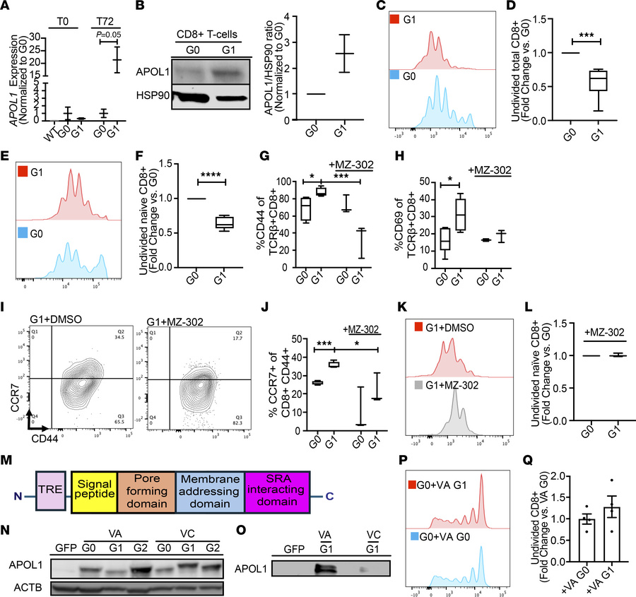 G1CD8+ T cells show increased proliferation with TCR stimulation that is...