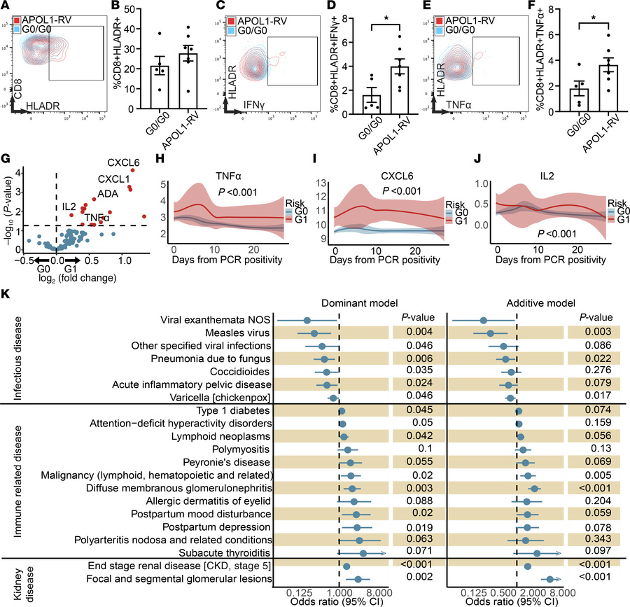 Human CD8+ T cells and sera from patients with APOL1-RVs phenocopy the c...