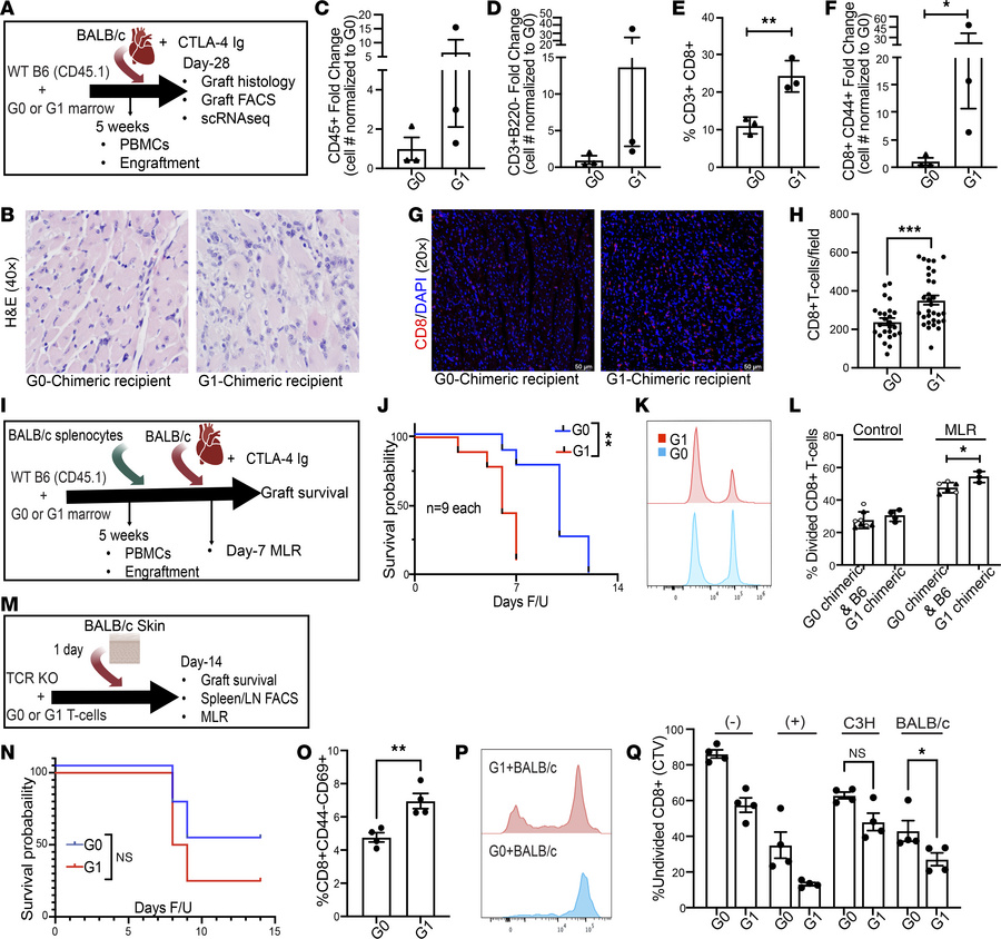 Variant APOL1 BAC-Tg mice demonstrate accelerated allograft rejection in...