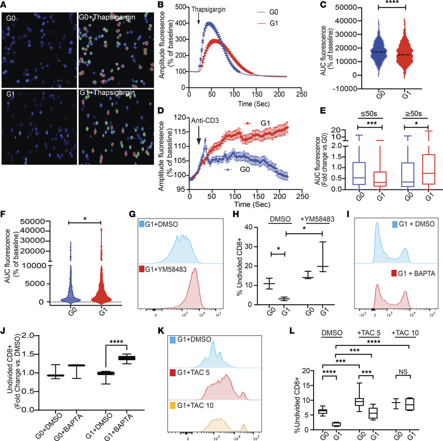ER calcium depletion causes activation of variant APOL1 CD8+ T cells.
(A...