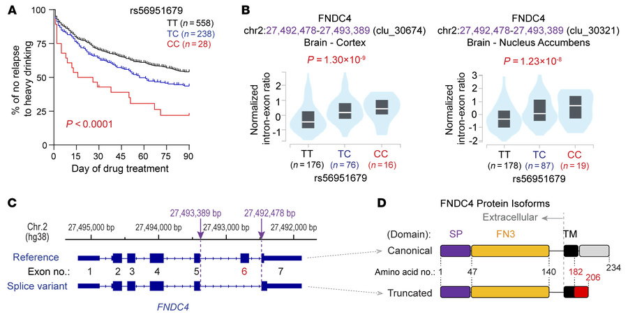 AUD drug treatment response and FNDC4 alternative splicing in the brain....