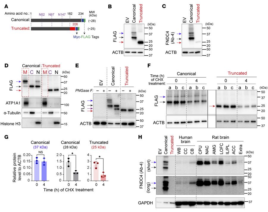FNDC4 protein isoform characterization.
(A) Depiction of the cDNA-overex...