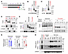 FNDC4 protein isoform characterization.