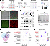 FNDC4-interacting proteins in NPCs.