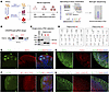 Generation of FNDC4-KO neural organoids for snRNA-seq analysis.