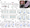 Electrical activities of WT and FNDC4-KO neural organoids.