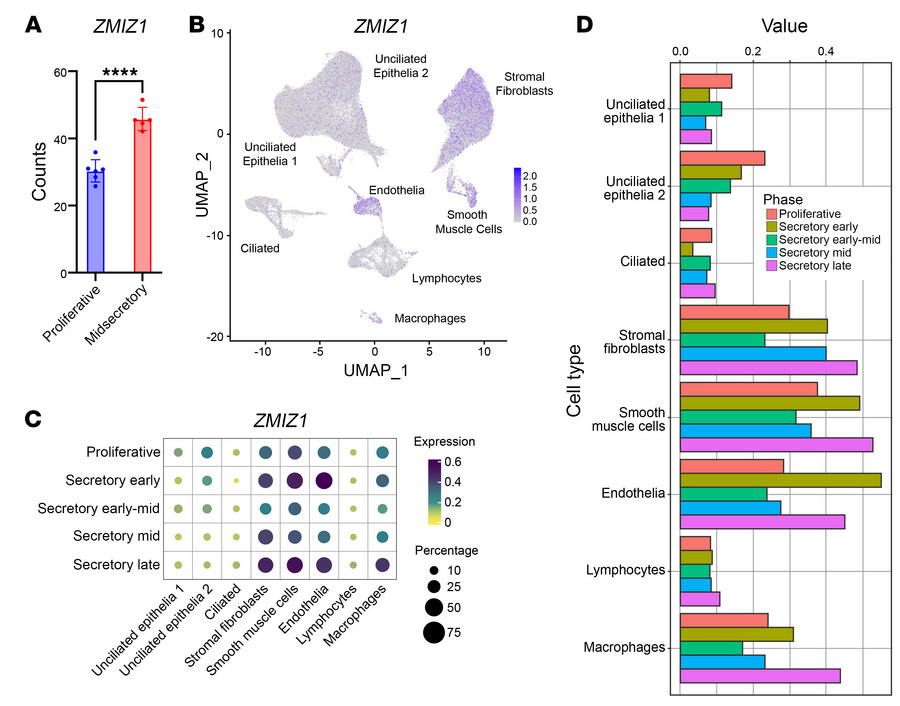 
ZMIZ1 expression in human endometrium.
(A) ZMIZ1 expression in RNA-seq ...