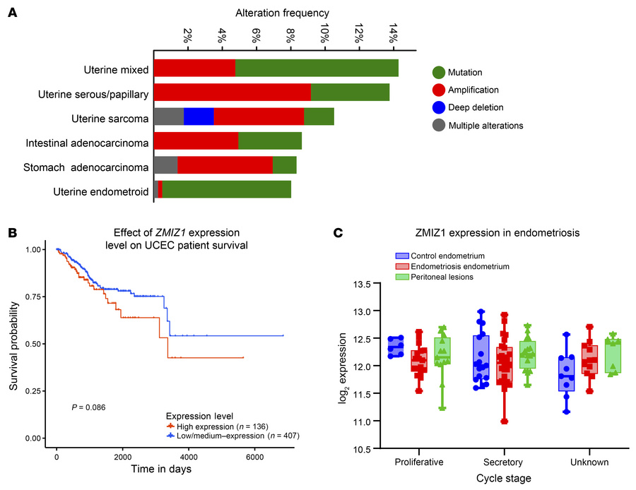 ZMIZ1 expression in endometrial pathologies.
(A) Summary plot showing ZM...