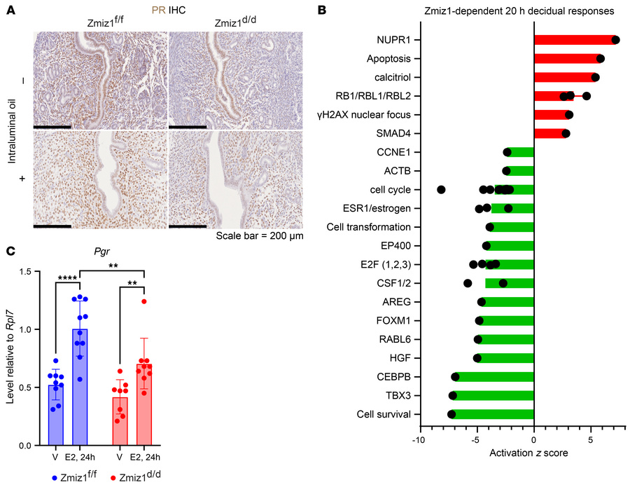 ZMIZ1 Modulates progesterone receptor expression of mouse uterine cells....