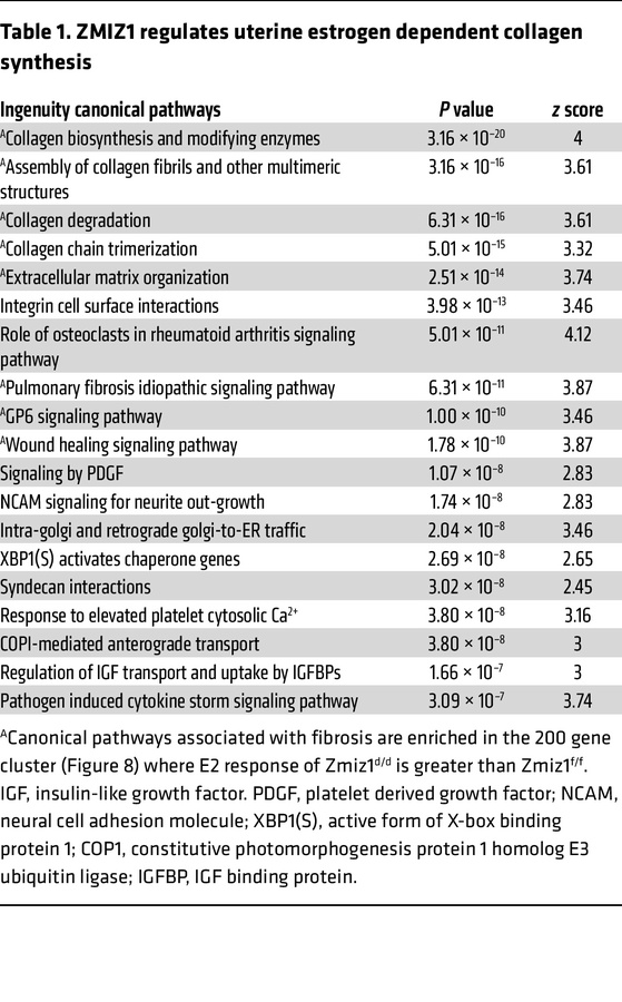 ZMIZ1 regulates uterine estrogen dependent collagen synthesis