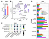 ZMIZ1 expression in human endometrium.