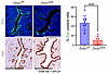 ZMIZ1 regulates uterine estrogen-dependent epithelial cell proliferation.