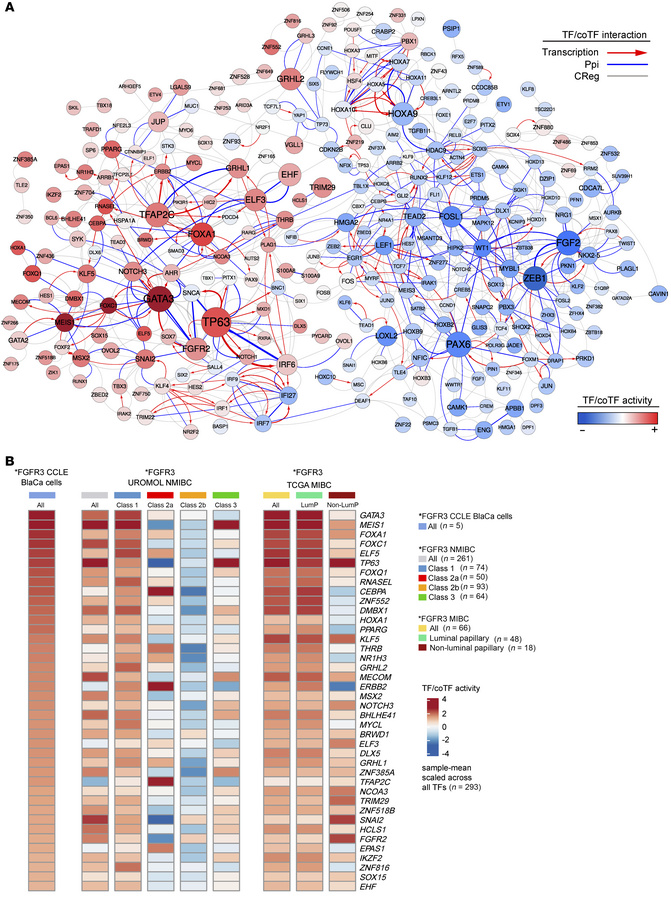 Transcriptional coregulatory network in FGFR3-altered bladder cancer cel...