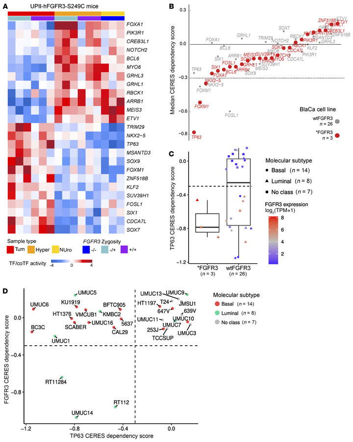 Identification of FGFR3-regulated TFs and discovery of TP63 as a key via...