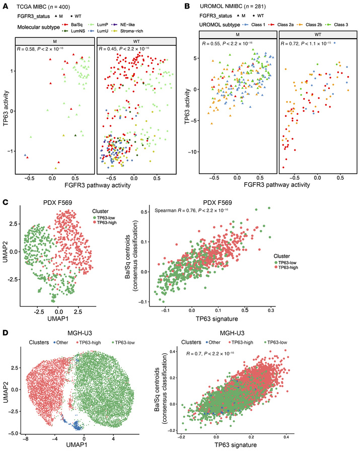 p63 activation correlates with FGFR3 pathway activity and basal-like cel...