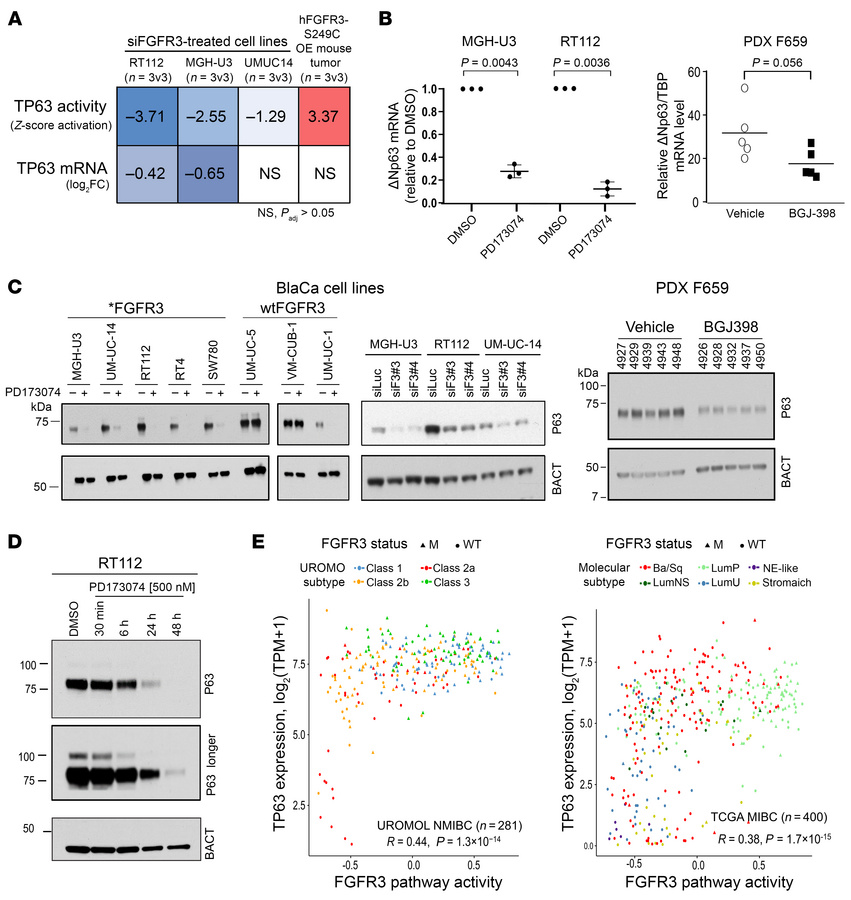 FGFR3 regulates p63 activity through ΔNp63 transcriptional regulation.
(...
