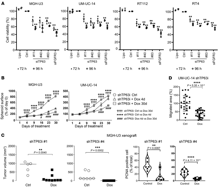p63 promotes growth and migration of FGFR3-dependent bladder cancer cell...