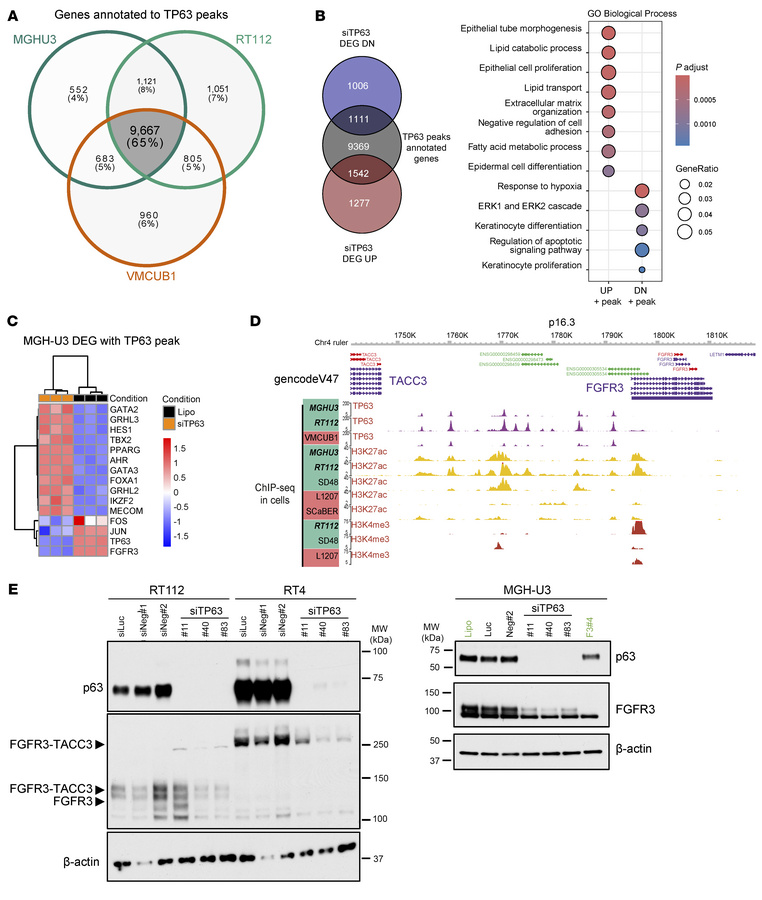 p63 directly regulates proliferation and differentiation genes and estab...