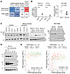 FGFR3 regulates p63 activity through ΔNp63 transcriptional regulation.