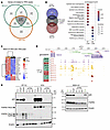 p63 directly regulates proliferation and differentiation genes and establis