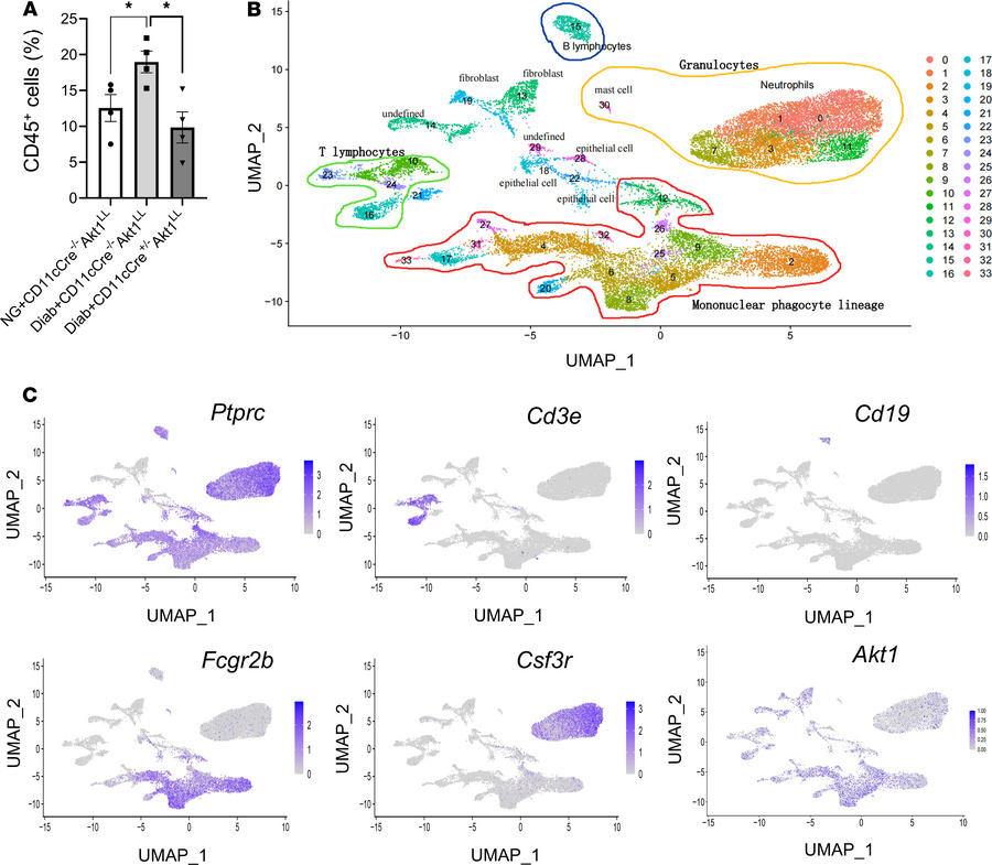 Single-cell profiling of gingival leukocytes.
Periodontitis was induced ...