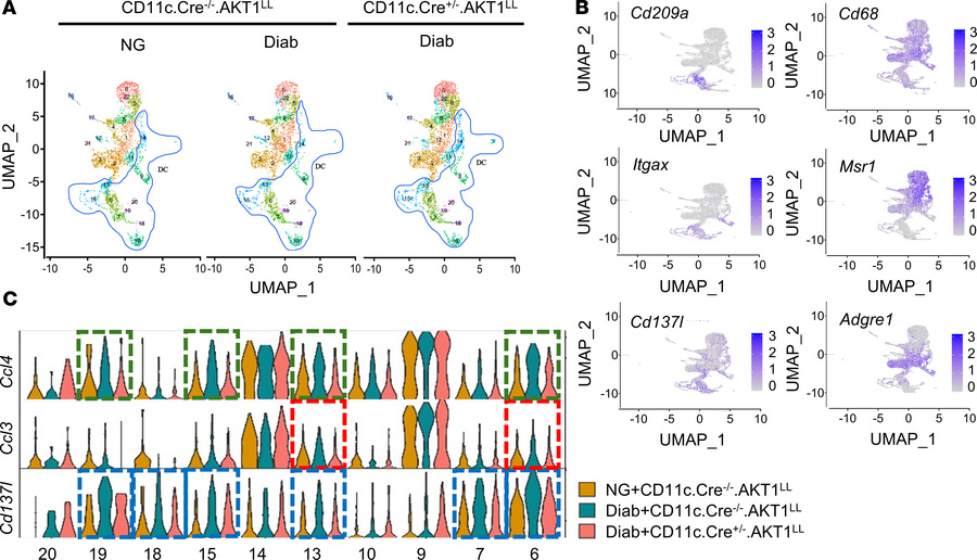 Diabetes-alters Ccl4, Ccl3, and Cd137l transcripts in gingival DCs.
Peri...