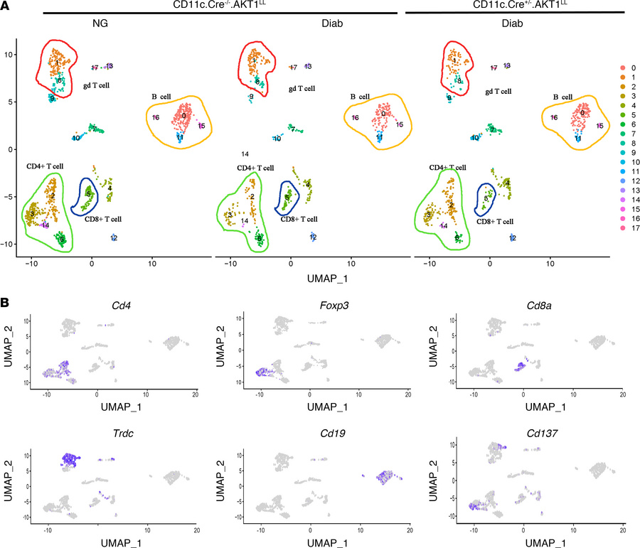 scRNA-Seq profile of gingival lymphocyte subclusters.
Periodontitis was ...