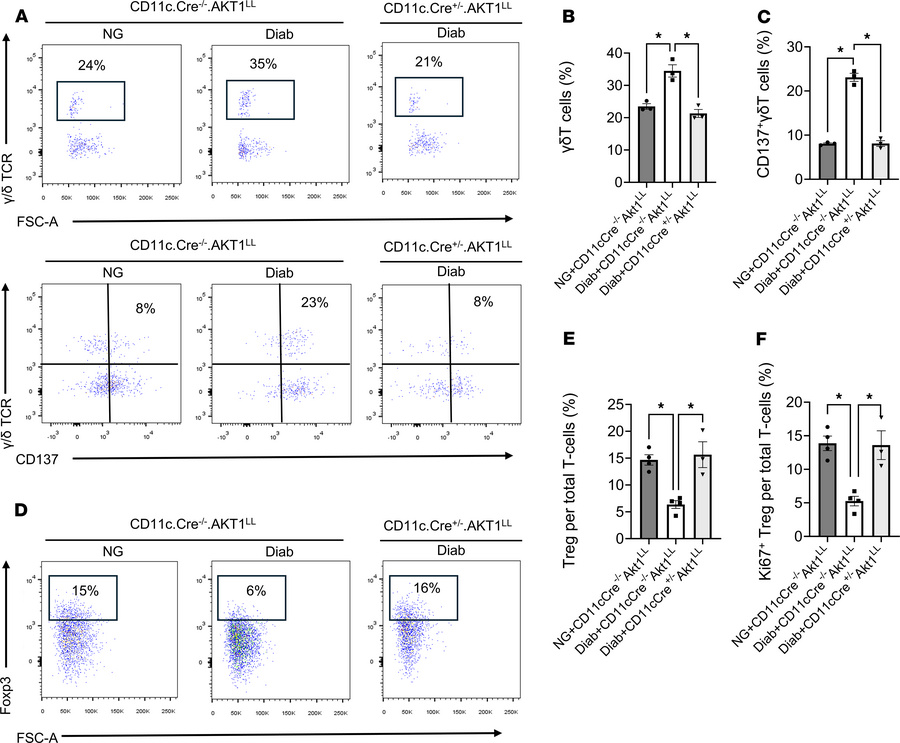 Diabetes increases γδ T cells and CD137+ γδ T cells that are DC dependen...